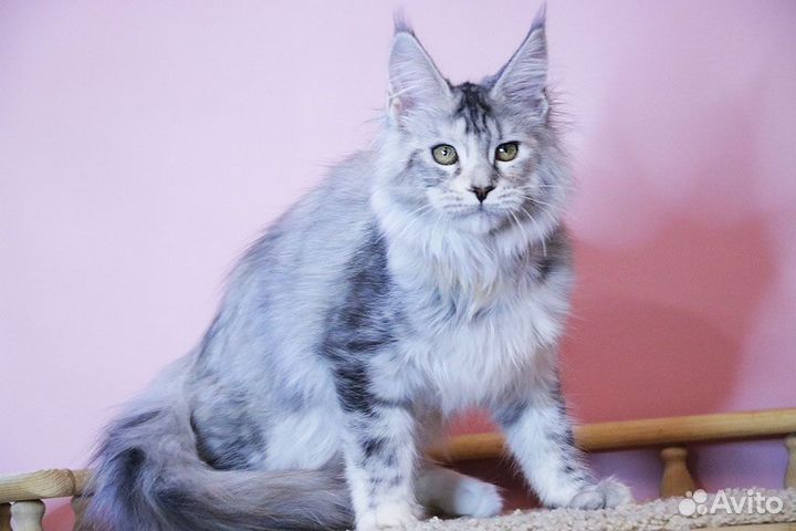 Котята мейн-кун девочка