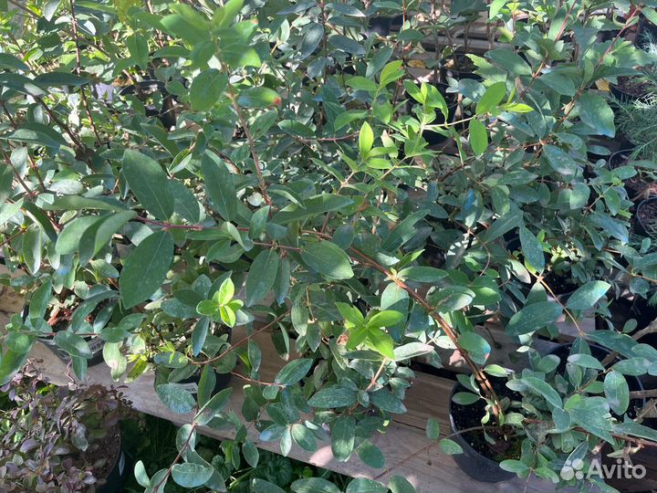 Жимолость сьедобная Нимфа,Синяя Птица,Трое друзей