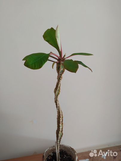 Молочай в добрые руки