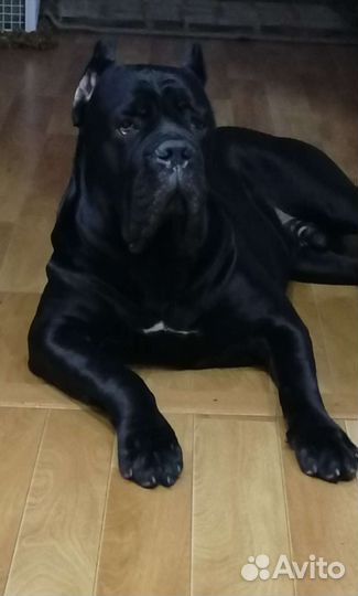 Кане Корсо вязка