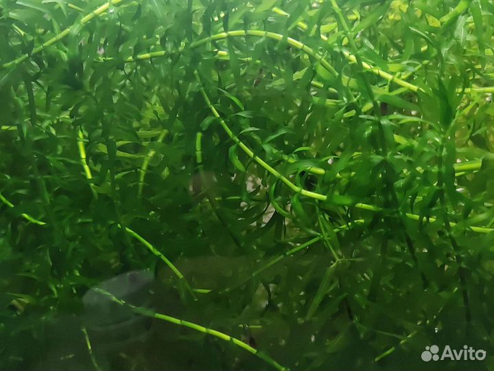 Растения элодея