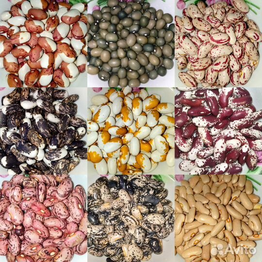 Семена фасоли (мировая коллекция 300 сортов)