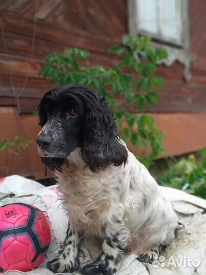 Щенки метисы спаниеля
