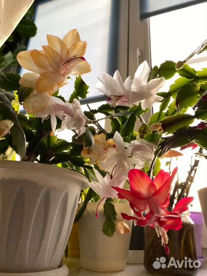 Сортовые декабристы шлюмбергера