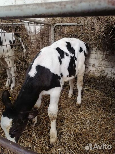 Бычки и телята