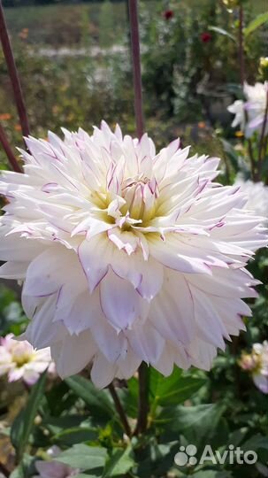 Георгины клубни