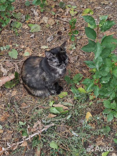 Кошка черепахового окраса