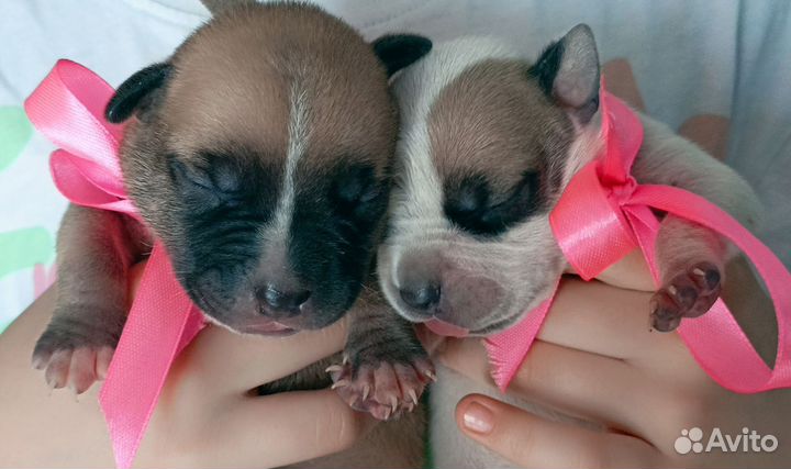 Американский питбультерьер