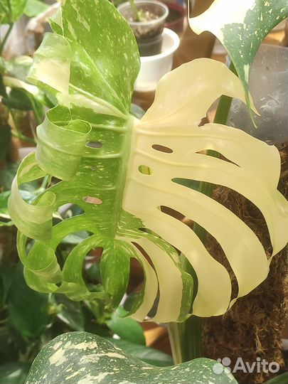 Ароидные вариегатные