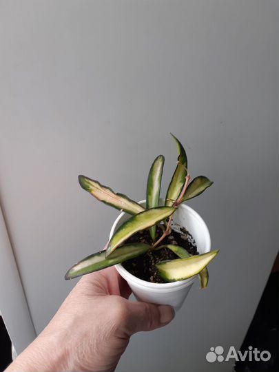 Хойя Вайети триколор