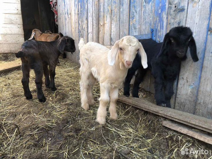 Козлята процентные от ч/п козла Шами