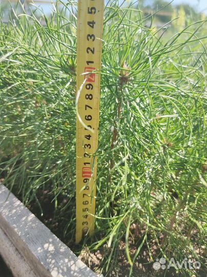 Сосна Обыкновенная/Pinus sylvestris