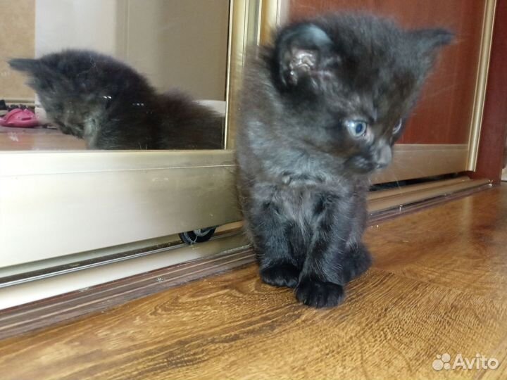 Котята в добрые руки 1 месяц