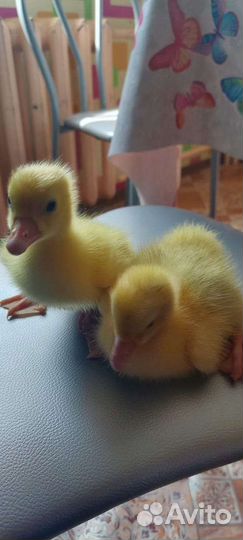 Утята суточные стар-53