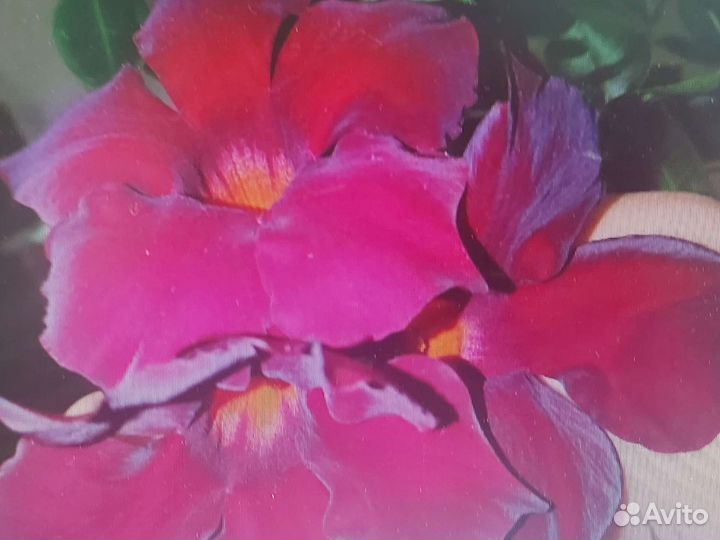 Мандевиллы и диплодении