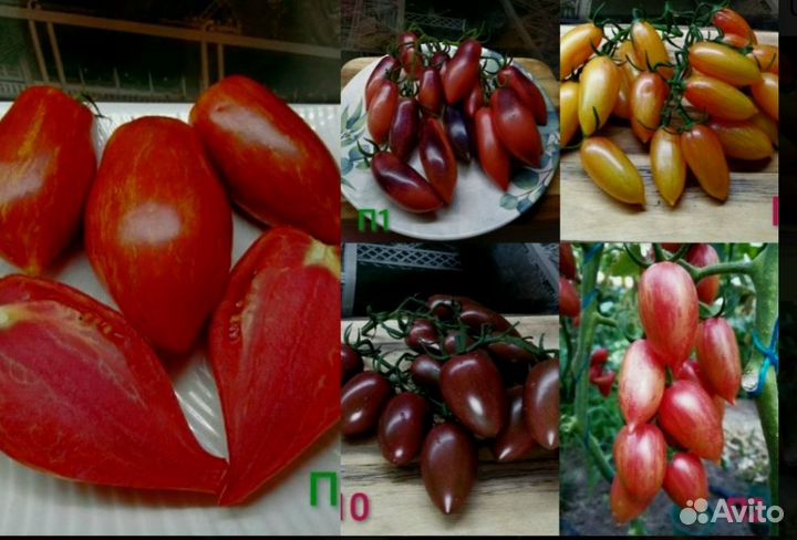 Помидор редкие сорта, рассада