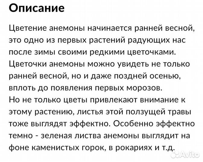 Ветреница анемоны