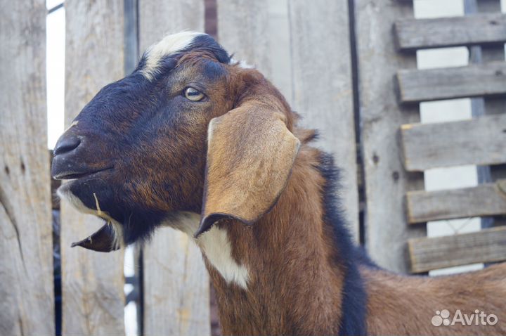 Козёл англо-нуб(1.5 года) и козы не на мясо