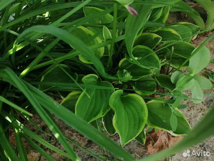 Хосты, комнатные цветы, архидея