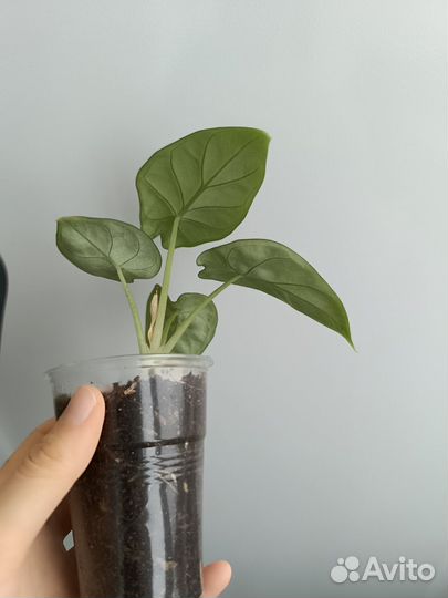 Алоказия сильвер дракон,медная,полли