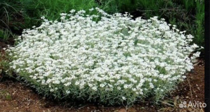 Ясколка; вербейник: саженцы, почвопокровники