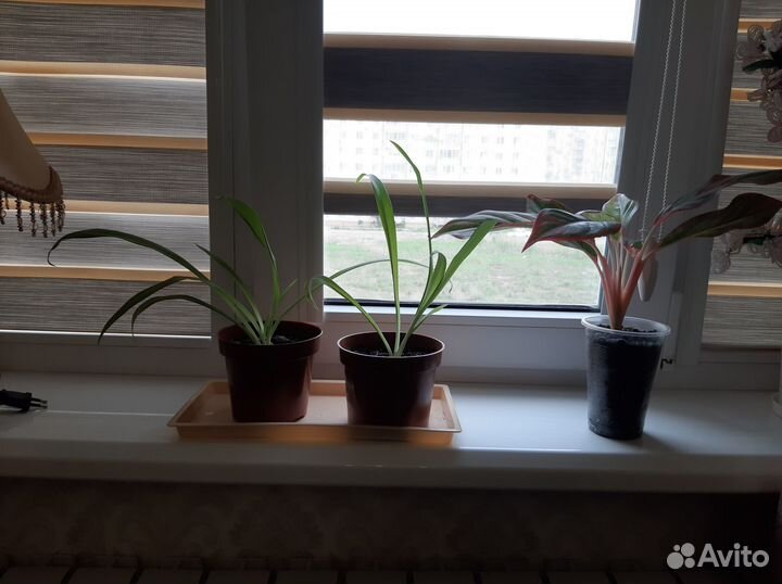 Хлорофитум