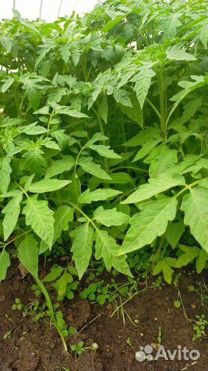 Рассада помидор и перцев