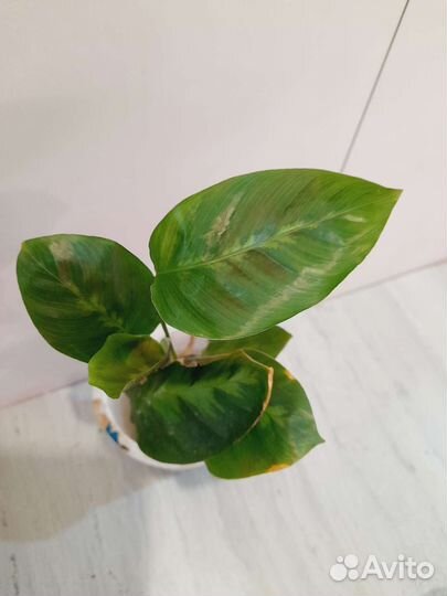 Аглаонема и др.комнатные растения