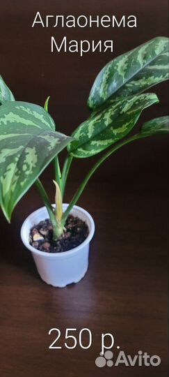 Аглаонемы Мария