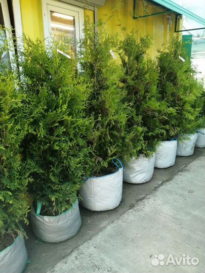 Саженцы на Красноярском тракте