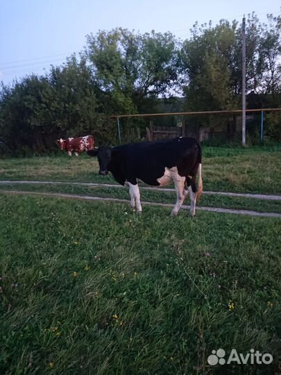 Стельная телочка