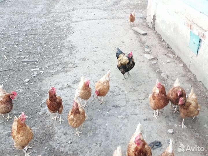 Куры несушки продам