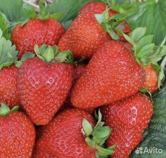 Рассада клубники Альбион