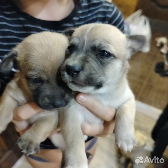 Щеночки в добрые руки