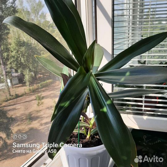 Традесканция рео