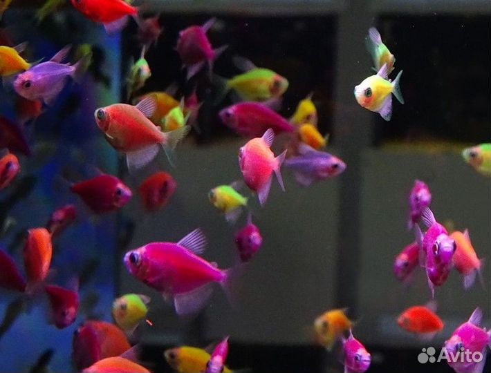 Тернеция Гло Фиш