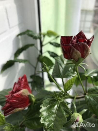 Роза / Гибискус / Цветы / Домашние цветы