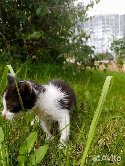 Отдам ласкового котенка в добрые руки