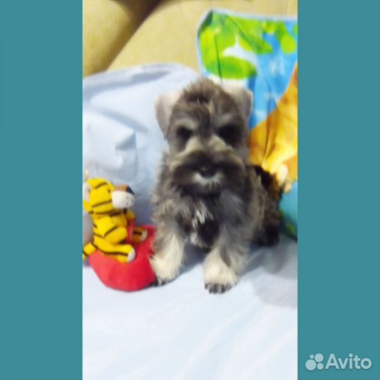 Симпатичный парень цверга