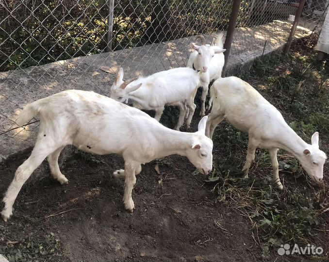 Продаются дойные козы