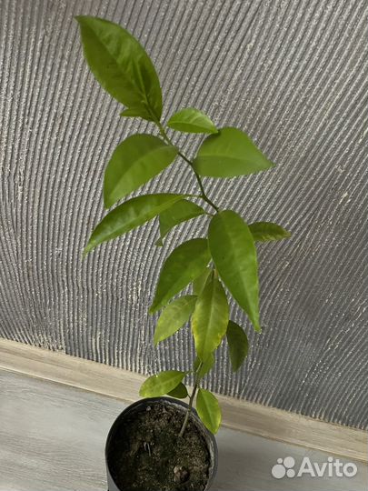 Лимон с горшком