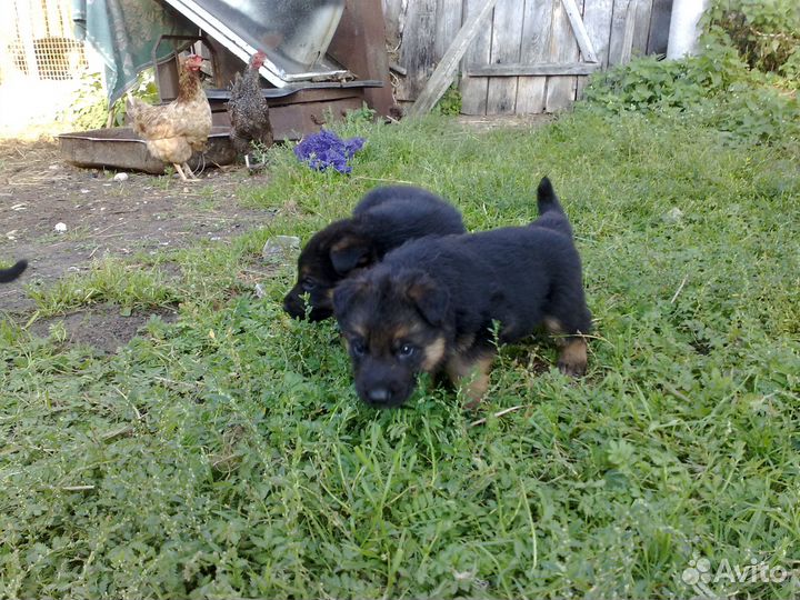 Щенки немецкой овчарки