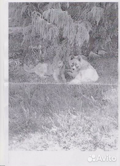 Ищем хозяев для 2-х щенков