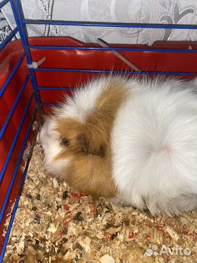 Морская свинка с клеткой бесплатно