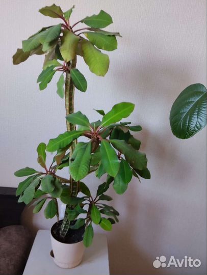 Молочай гребенчатый