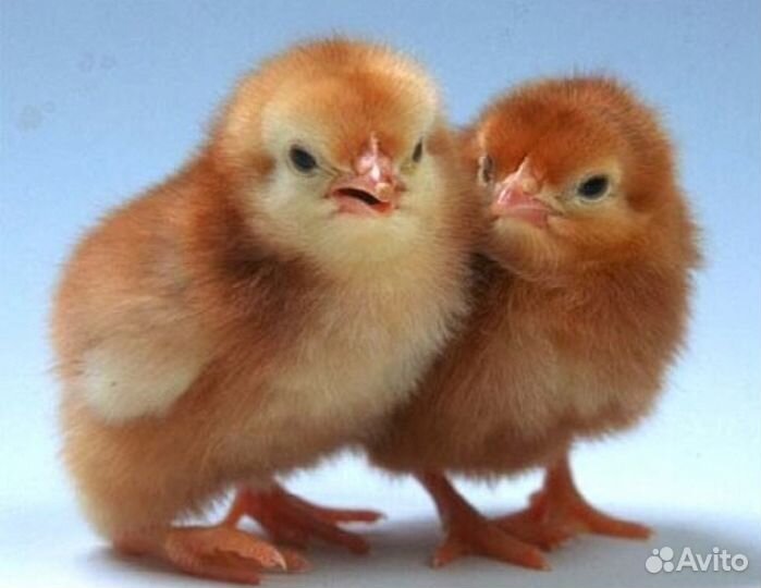 Цыплята Ред Бро