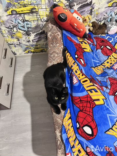 Передержка для кошек