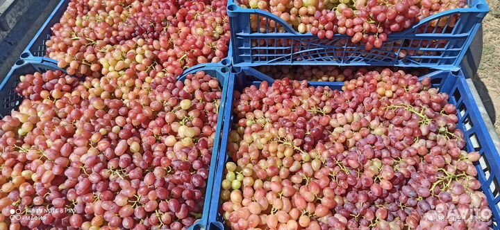 Виноград на вино и чачу