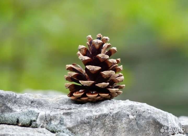 Шишки сосновые