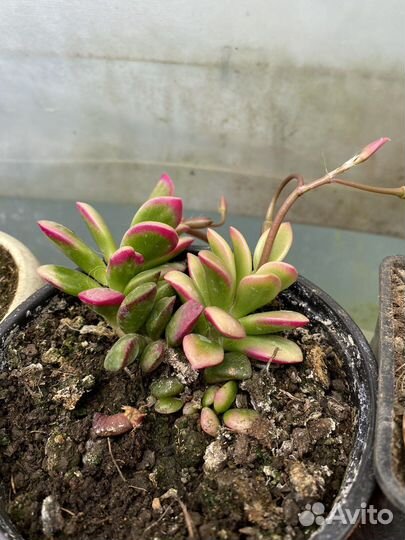 Суккуленты